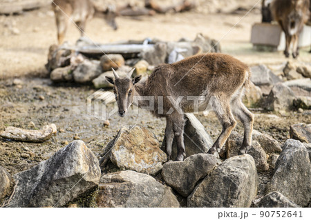 ヒマラヤタール ヒマラヤタール 90752641