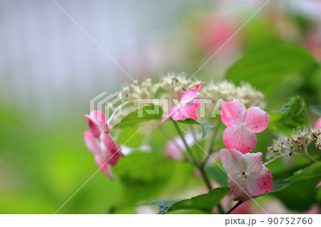 額紫陽花 額紫陽花 90752760