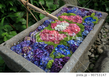 つくばいに装飾されたアジサイの彩 90753147