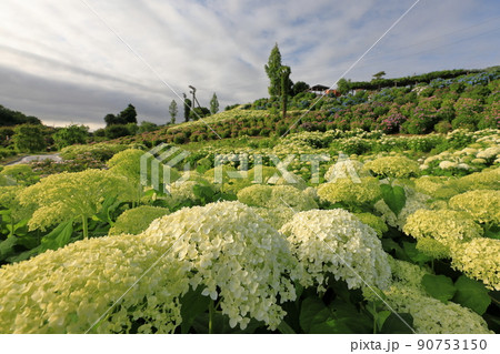 緑色のアナベルとかざはやの里の展望 90753150