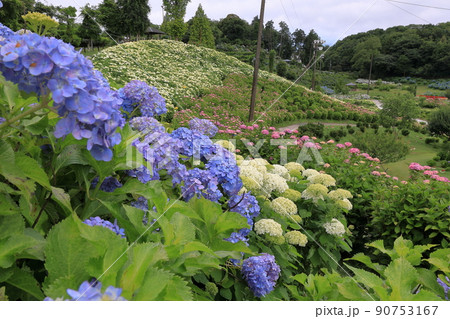 青い紫陽花とアジサイのWAVE 青い紫陽花とアジサイのWAVE 90753167