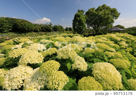どこまで続くアジサイ畑の景色 90753176