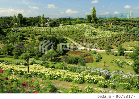 かざはやの里の植栽色豊かなアジサイ畑の景色 かざはやの里の植栽色豊かなアジサイ畑の景色 90753177