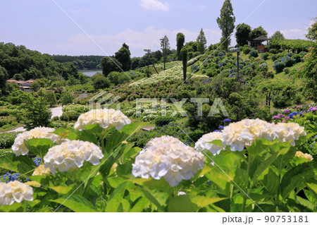 白色の紫陽花と風早池を望む 90753181