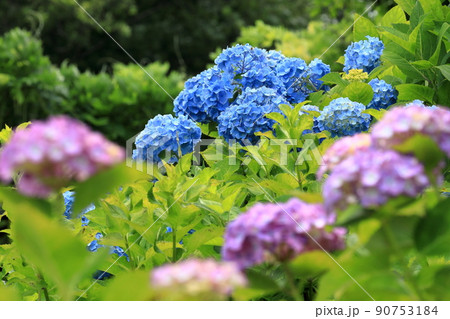 青テマリとピンクのあじさい 90753184