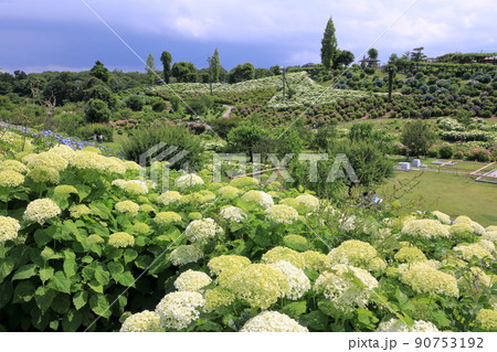 かざはやの里の高台からのアジサイ展望 90753192