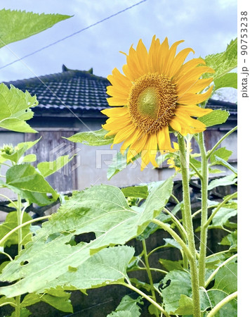 ひまわり 90753238