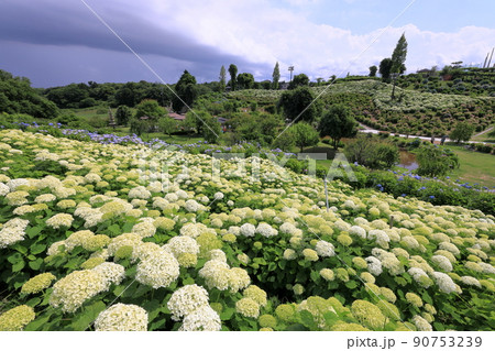 広いアナベルの紫陽花畑とWAVEの展望 広いアナベルの紫陽花畑とWAVEの展望 90753239