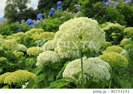 アナベルの一輪 90753241