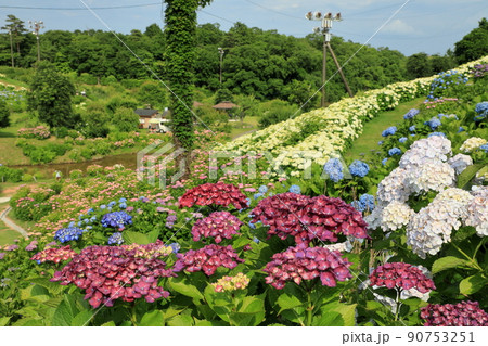 色彩豊かなあじさいの景色 90753251