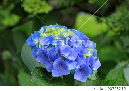 一輪の青い紫陽花 90753256