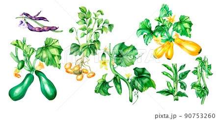 Set of variety of vegetable plants watercolor illustration isolated. 90753260