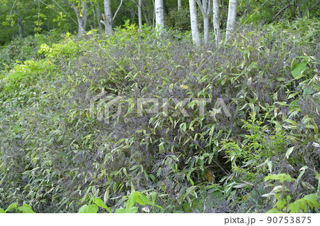 笹の花の開花現象 笹の花の開花現象 90753875