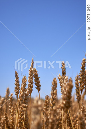 収穫期を迎えた麦畑と快晴の空のコピースペース 90754040