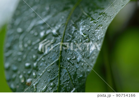 a few bunches of unripe walnuts in a green shell on the branches of a tree with green leaves a few bunches of unripe walnuts in a green shell on the branches of a tree with green leaves 90754166