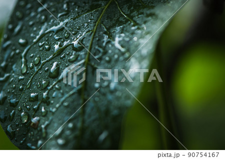 a few bunches of unripe walnuts in a green shell on the branches of a tree with green leaves 90754167