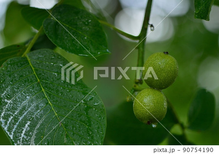 walnuts in a green shell on the branches walnuts in a green shell on the branches 90754190