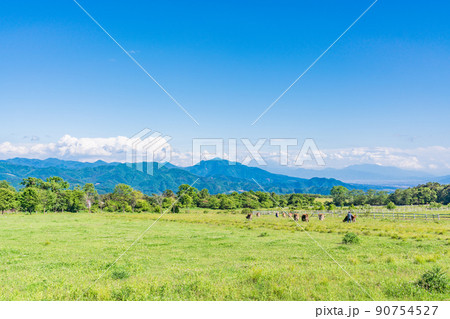 (山梨県)清里高原・清泉寮 牧場 初夏 (山梨県)清里高原・清泉寮 牧場 初夏 90754527