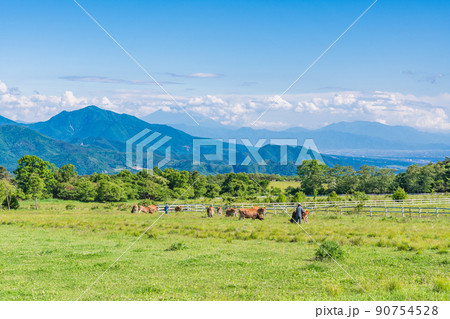 （山梨県）清里高原・清泉寮　牧場　初夏 90754528