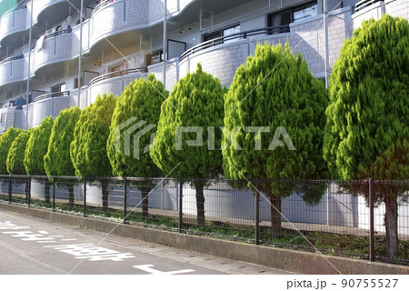 コノテガシワの植栽 コノテガシワの植栽 90755527