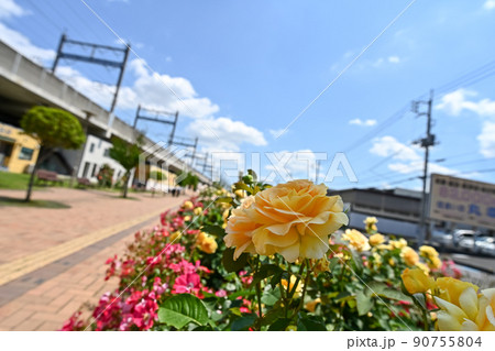 与野本町駅前のバラ 与野本町駅前のバラ 90755804