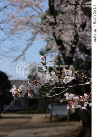 三里塚御料牧場記念館と桜 三里塚御料牧場記念館と桜 90755817