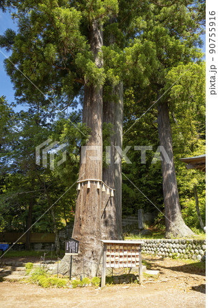 修善寺温泉　日枝神社　夫婦杉 90755916