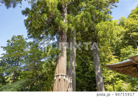 修善寺温泉 日枝神社 夫婦杉 修善寺温泉 日枝神社 夫婦杉 90755917