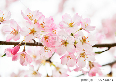 ソメイヨシノと違って色が濃い海外の桜 ソメイヨシノと違って色が濃い海外の桜 90756073