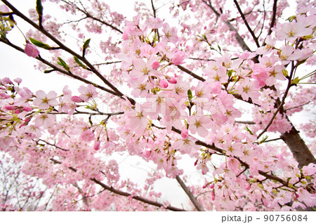 ソメイヨシノと違って色が濃い海外の桜 ソメイヨシノと違って色が濃い海外の桜 90756084