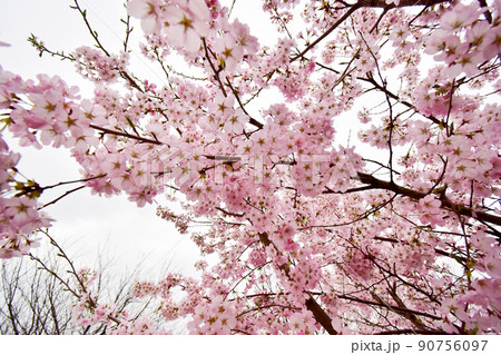 ソメイヨシノと違って色が濃い海外の桜 ソメイヨシノと違って色が濃い海外の桜 90756097