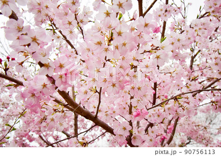ソメイヨシノと違って色が濃い海外の桜 ソメイヨシノと違って色が濃い海外の桜 90756113
