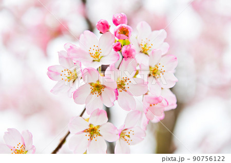 ソメイヨシノと違って色が濃い海外の桜 ソメイヨシノと違って色が濃い海外の桜 90756122