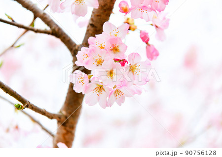ソメイヨシノと違って色が濃い海外の桜 ソメイヨシノと違って色が濃い海外の桜 90756128