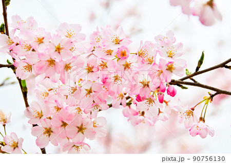 ソメイヨシノと違って色が濃い海外の桜 ソメイヨシノと違って色が濃い海外の桜 90756130