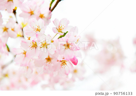 ソメイヨシノと違って色が濃い海外の桜 ソメイヨシノと違って色が濃い海外の桜 90756133