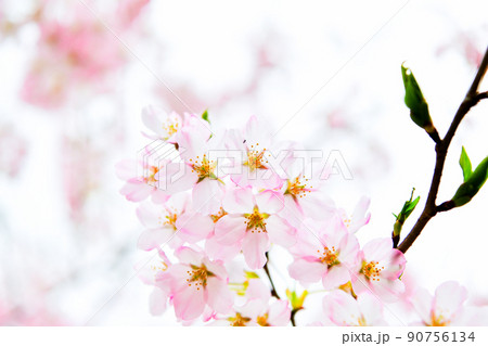 ソメイヨシノと違って色が濃い海外の桜 ソメイヨシノと違って色が濃い海外の桜 90756134
