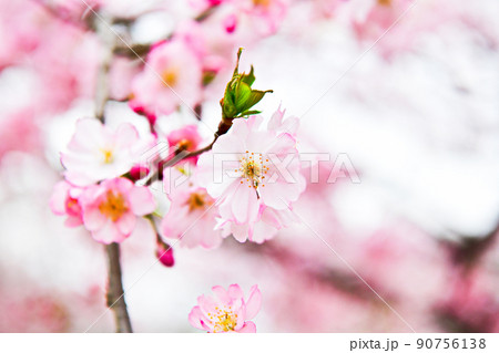 ソメイヨシノと違って色が濃い海外の桜 ソメイヨシノと違って色が濃い海外の桜 90756138