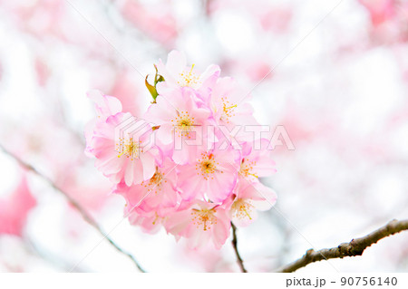 ソメイヨシノと違って色が濃い海外の桜 ソメイヨシノと違って色が濃い海外の桜 90756140