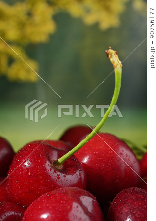 Cherry Fruits in basket with Nature Background Cherry Fruits in basket with Nature Background 90756177