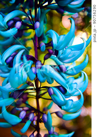 ヒスイカズラの花 ヒスイカズラの花 90756290