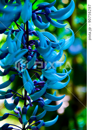 ヒスイカズラの花 ヒスイカズラの花 90756297