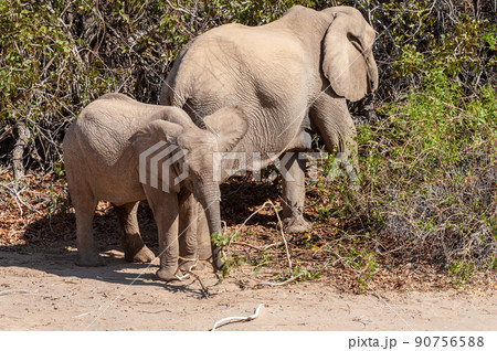 Two Desert Elephants in the Namibian Desert 90756588