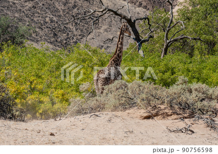 Solitary Giraffe in the Namibian Desert 90756598