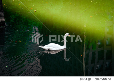 皇居のお濠で気ままに泳ぐ白鳥(東京都千代田区) 皇居のお濠で気ままに泳ぐ白鳥(東京都千代田区) 90756678