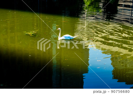 皇居のお濠で気ままに泳ぐ白鳥（東京都千代田区） 90756680