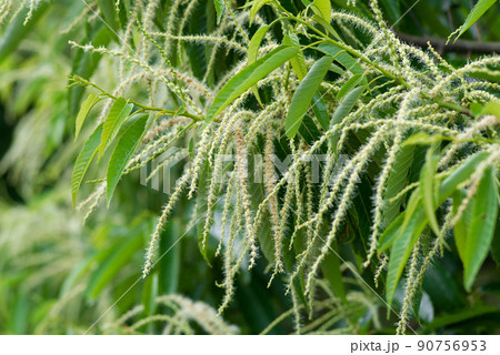 栗の花　 90756953