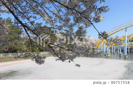 晴天の朝の桜と花びらに埋め尽くされた池とジェットコースター 90757558