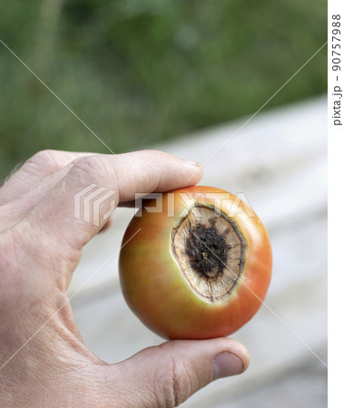 man hand holds tomato fruit damaged by black rot 90757988