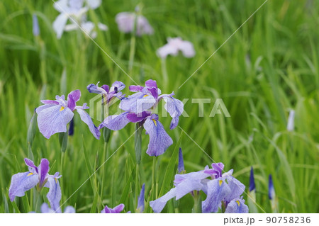 風になびく花菖蒲 90758236